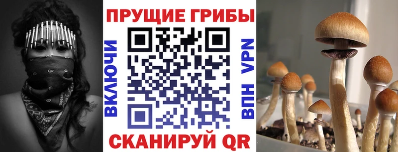 Псилоцибиновые грибы мицелий  Купить  Кинель 